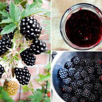 Fresh seedless blackberry jam.