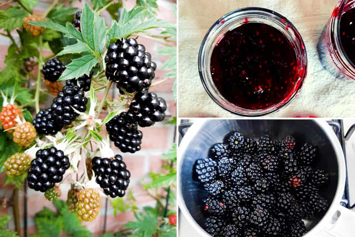 Blackberry jam - Nutmeg and Vinegar